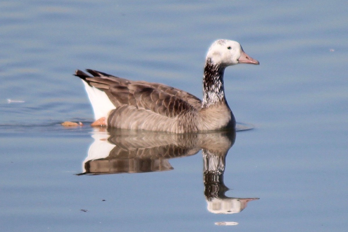 Domestic goose sp. x Canada Goose (hybrid) - ML186679001