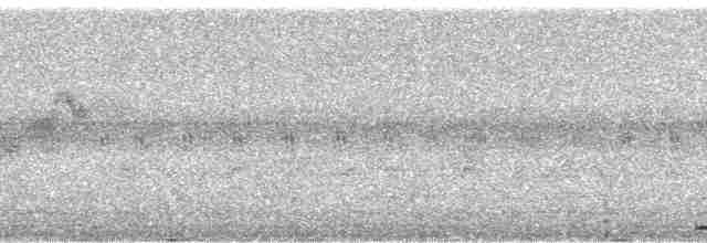 holub ametystový - ML18668