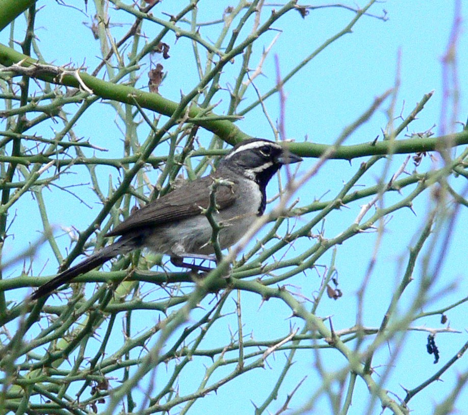 Black-throated Sparrow - ML186680271