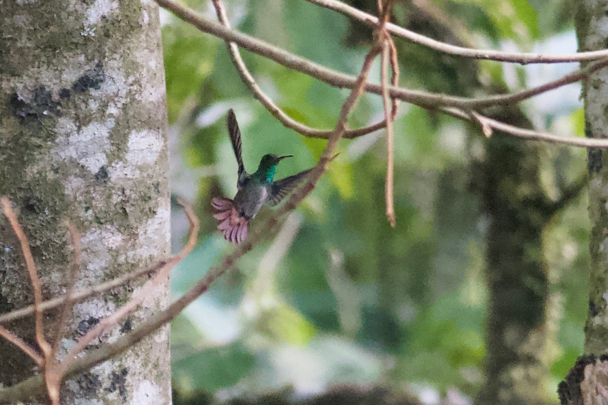 Rufous-tailed Hummingbird - Ryan Terrill