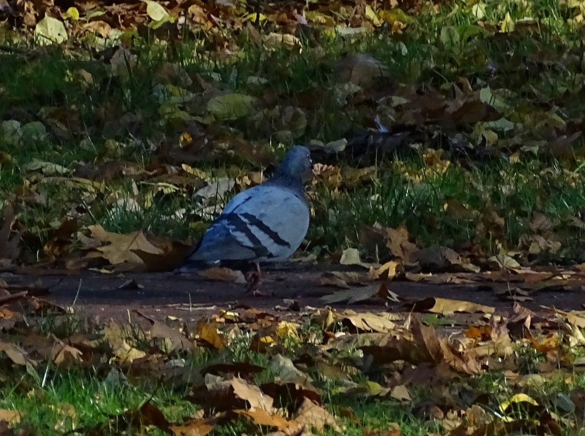 Rock Pigeon (Feral Pigeon) - ML186681551