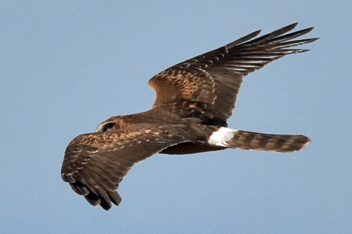 Northern Harrier - Timothy Carstens