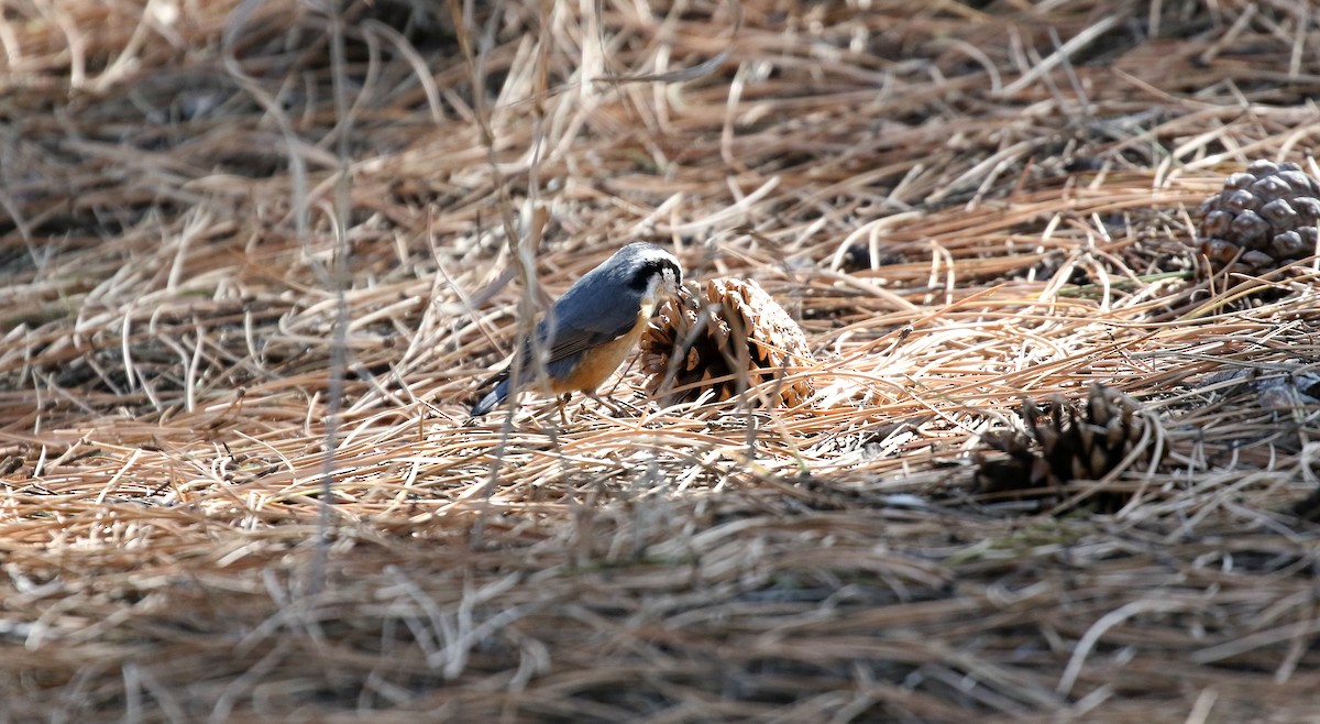 Red-breasted Nuthatch - ML186683691