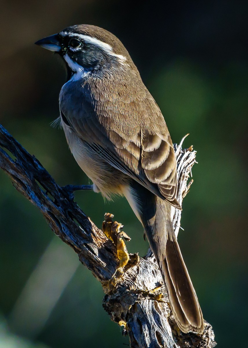 Black-throated Sparrow - Paul LaFrance