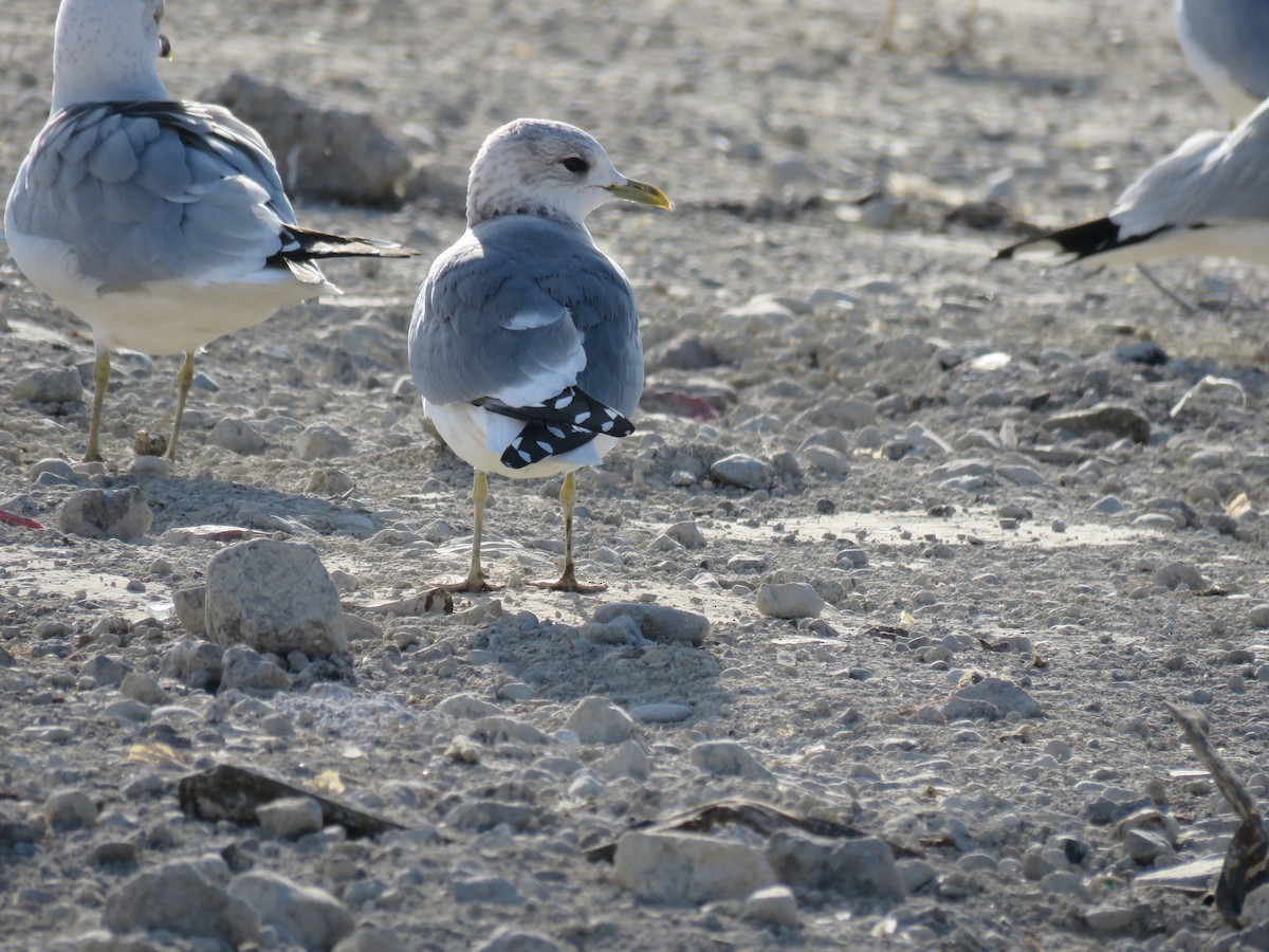 Short-billed Gull - shawn richmond