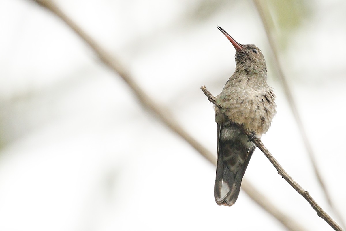 Scaly-breasted Hummingbird - Greg Bodker