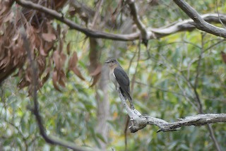 Fan-tailed Cuckoo, ML186698531