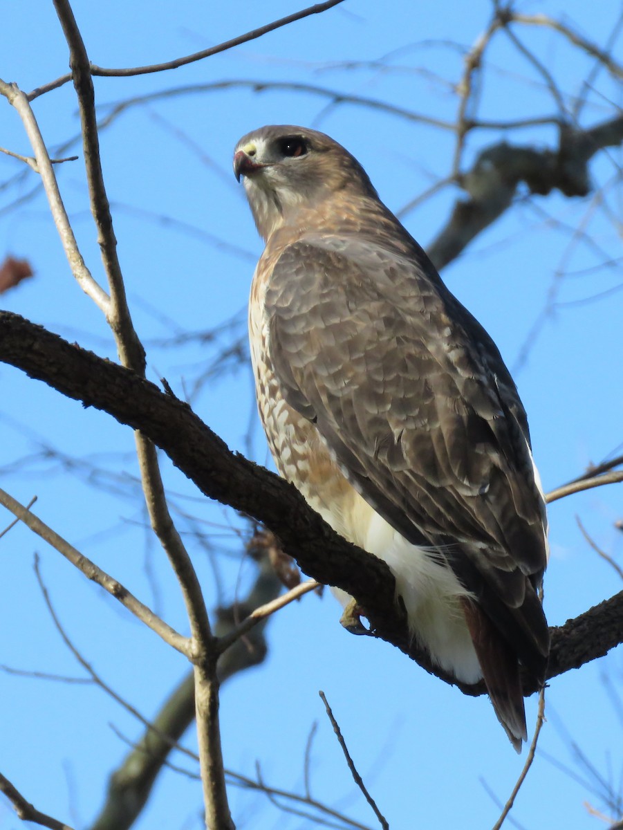 Red-tailed Hawk - ML186699601
