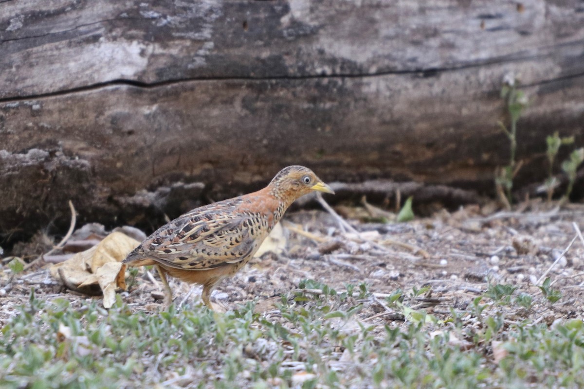 Red-backed Buttonquail - Sylvia Alexander