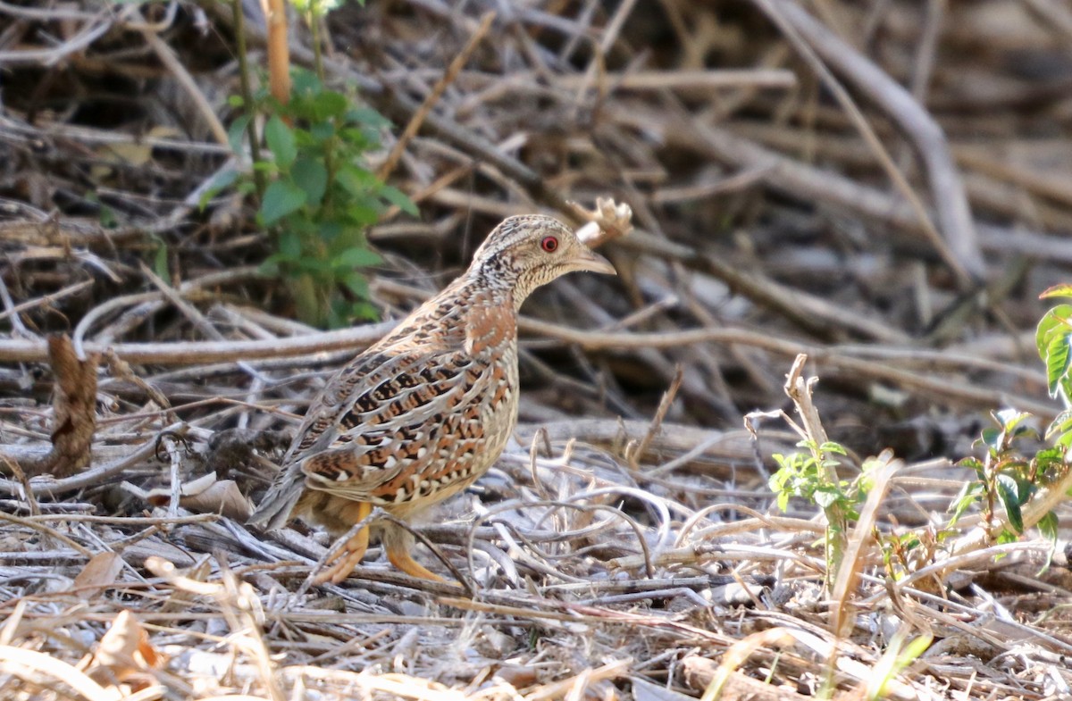 Painted Buttonquail - ML186703581
