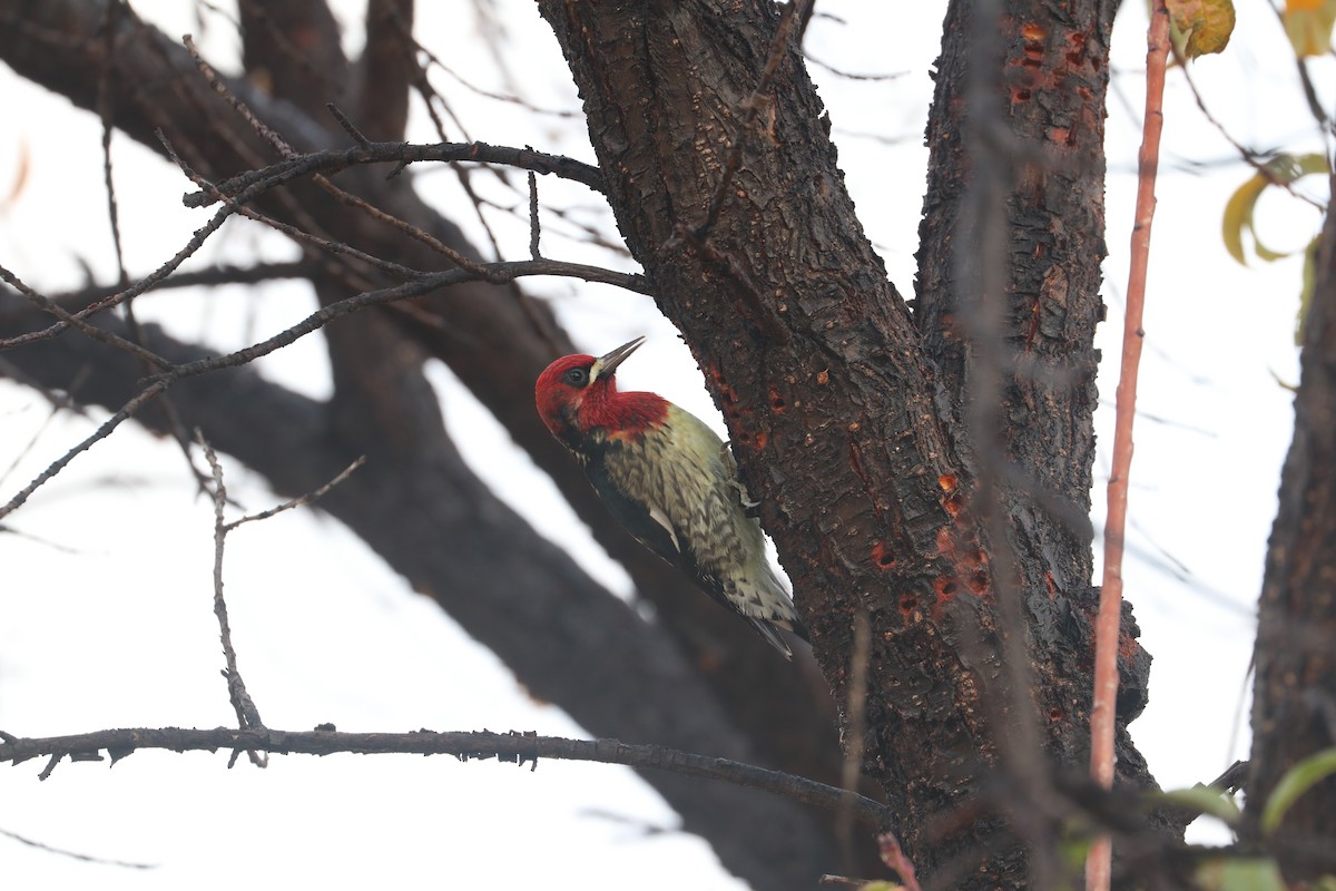 Red-breasted Sapsucker (daggetti) - ML186704791