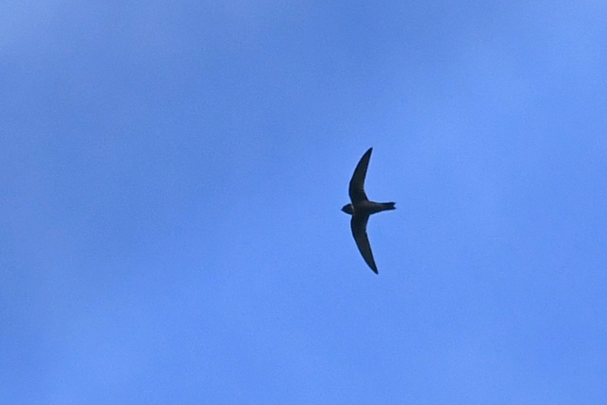 White-collared Swift - Marie O'Neill