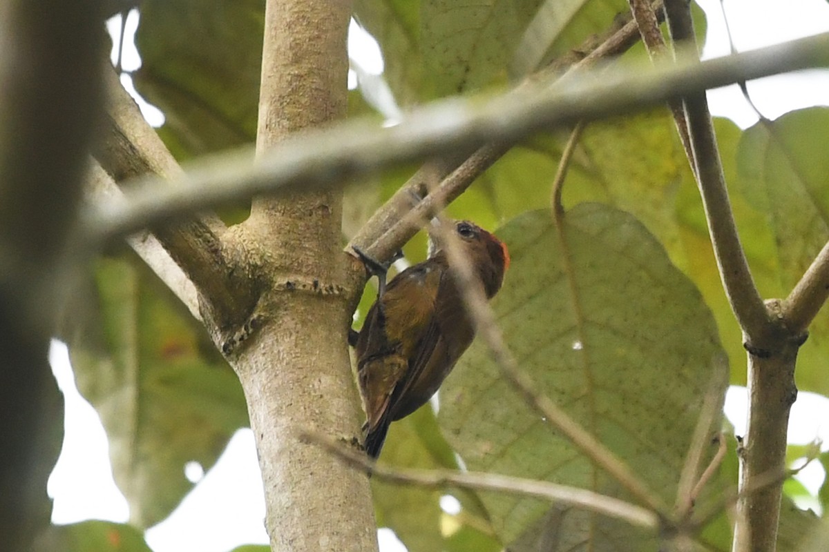 Smoky-brown Woodpecker - ML186706481
