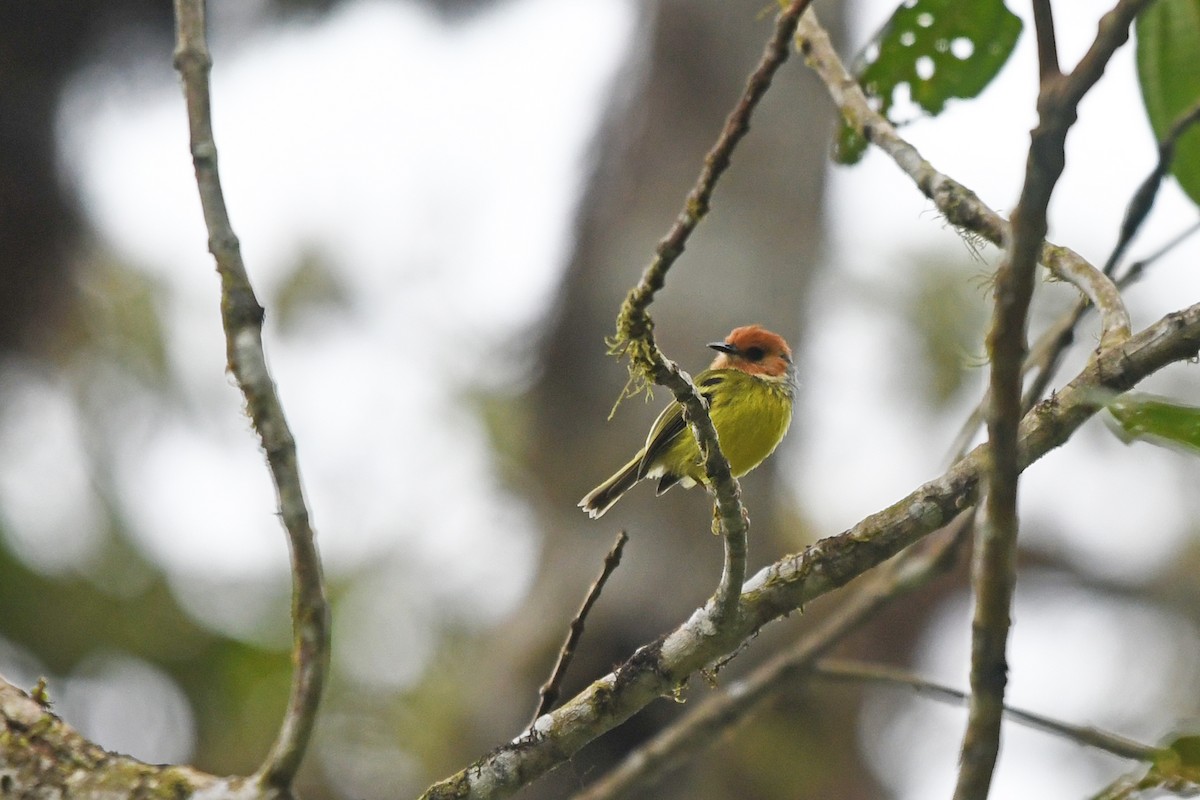 Rufous-crowned Tody-Flycatcher - Marie O'Neill