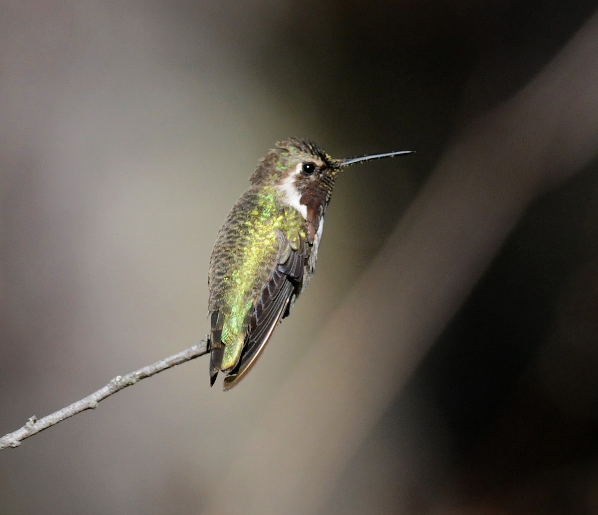 Costa's Hummingbird - ML186710671