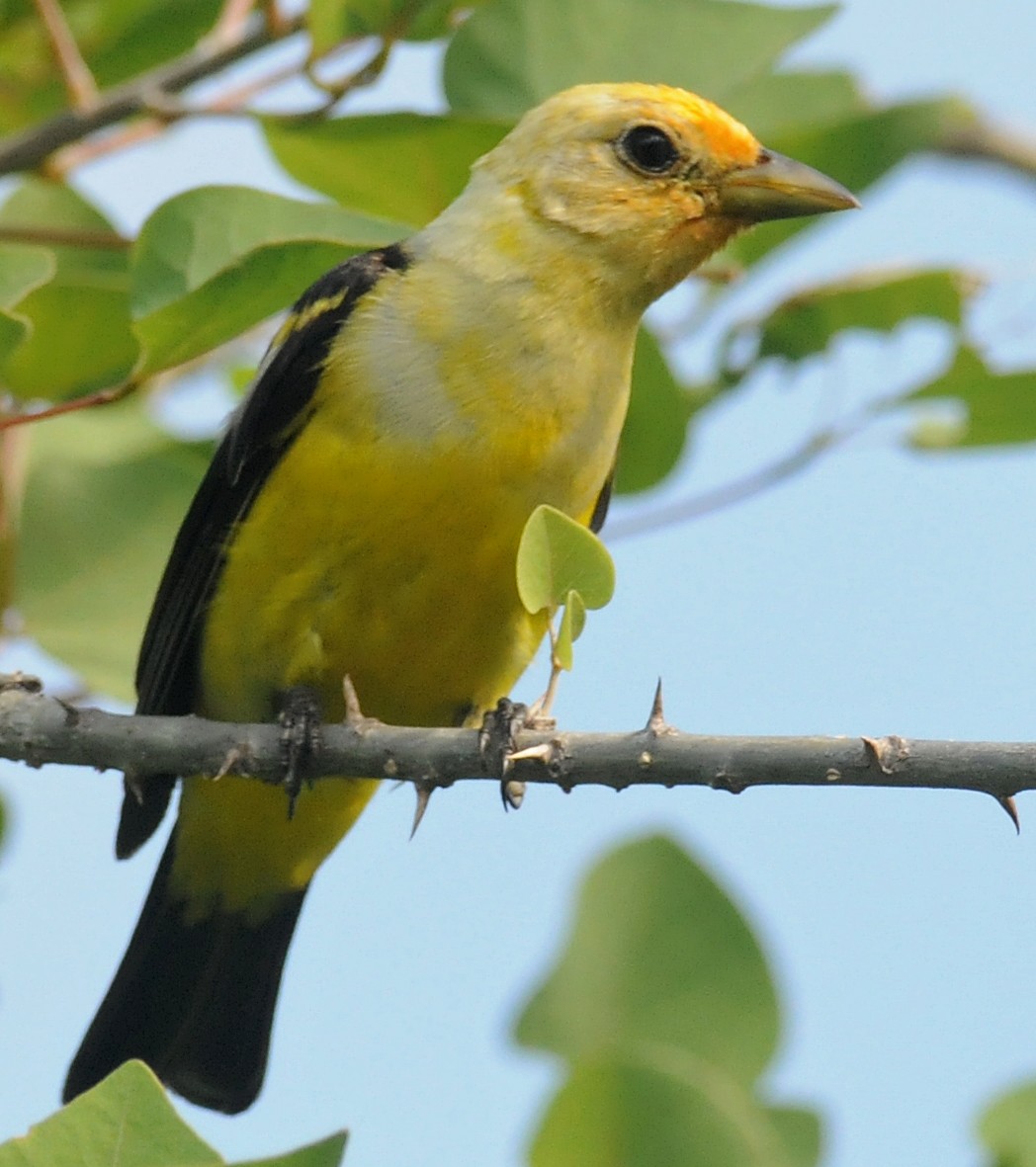 Western Tanager - ML186711841