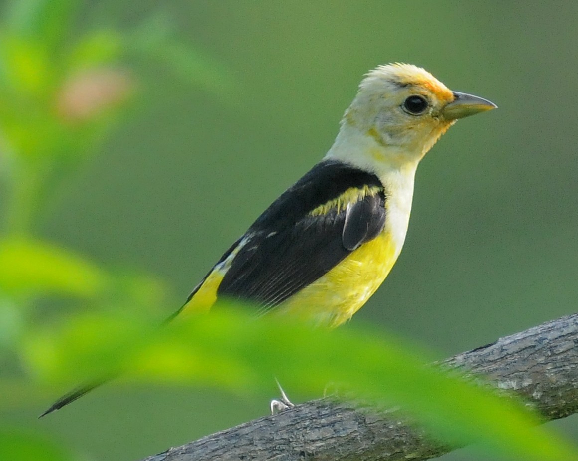 Western Tanager - ML186711851