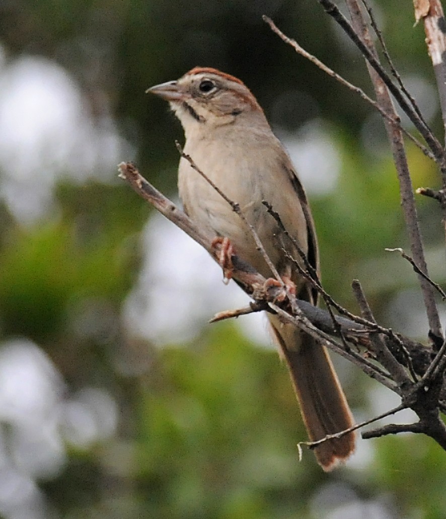 Rufous-crowned Sparrow - ML186713671
