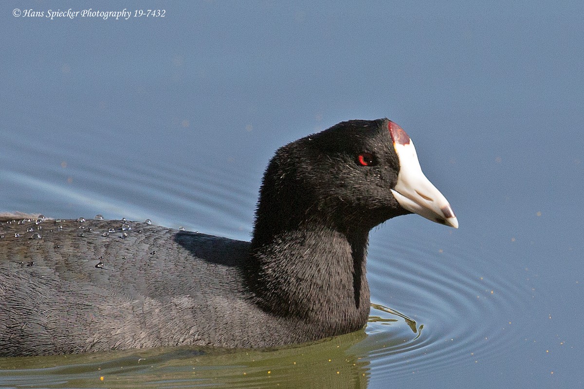 American Coot (Red-shielded) - Hans Spiecker