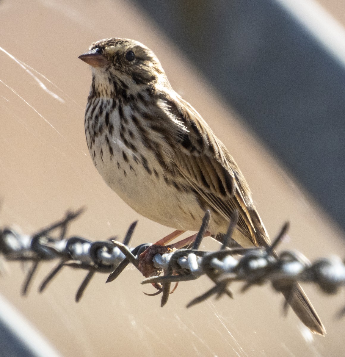 Savannah Sparrow - Norman Pillsbury