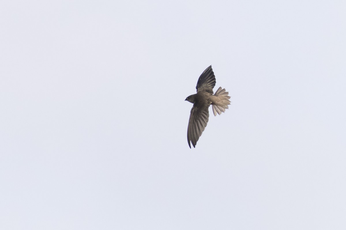 Short-tailed Swift - Shiloh Schulte