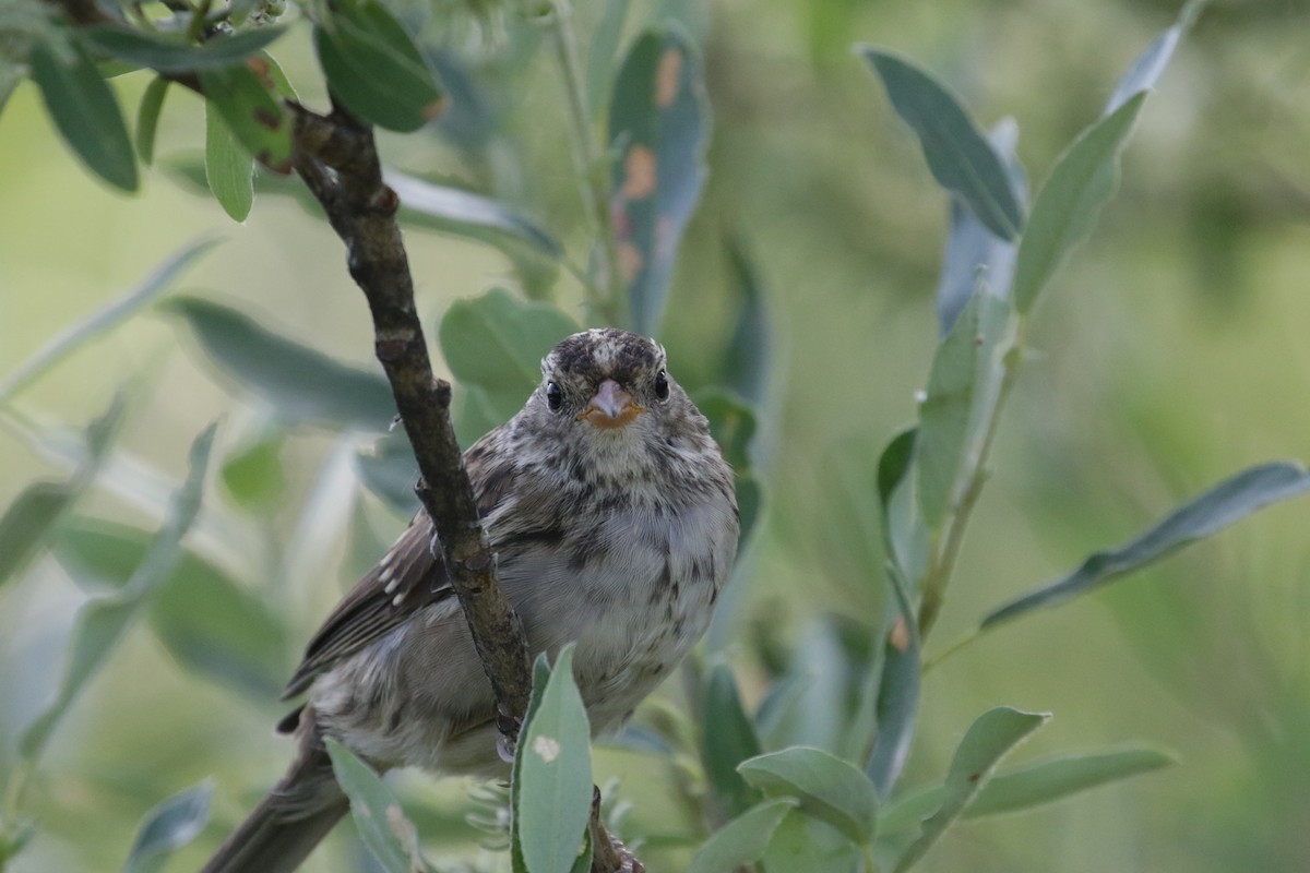 White-crowned Sparrow (Gambel's) - ML186724011