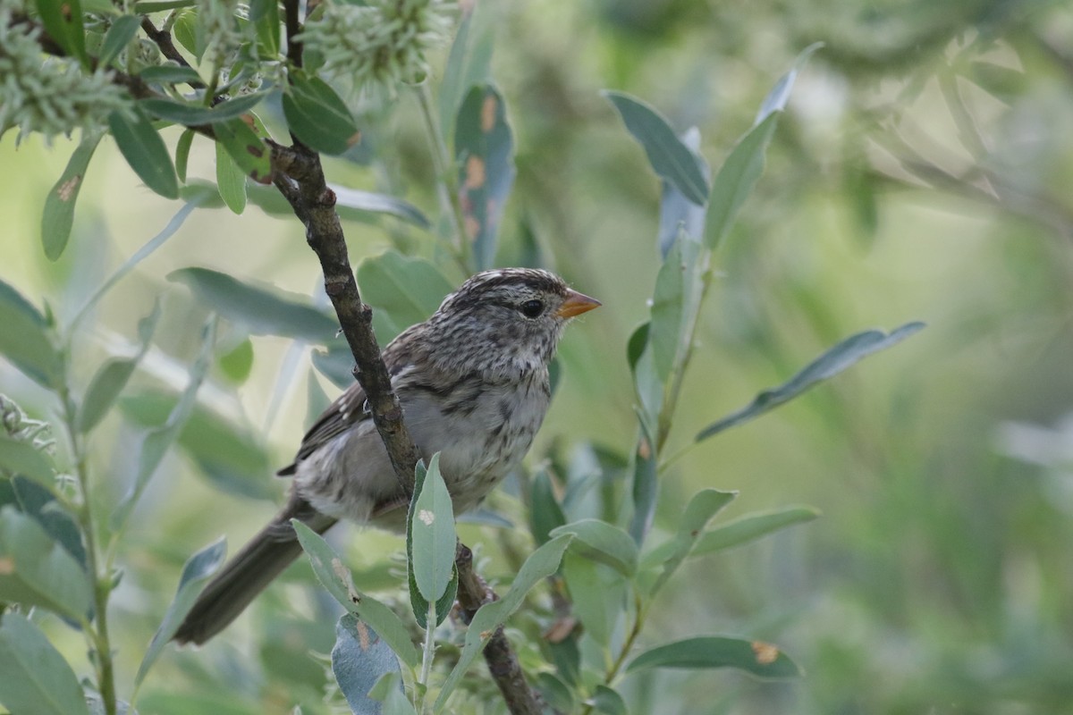 White-crowned Sparrow (Gambel's) - ML186724021