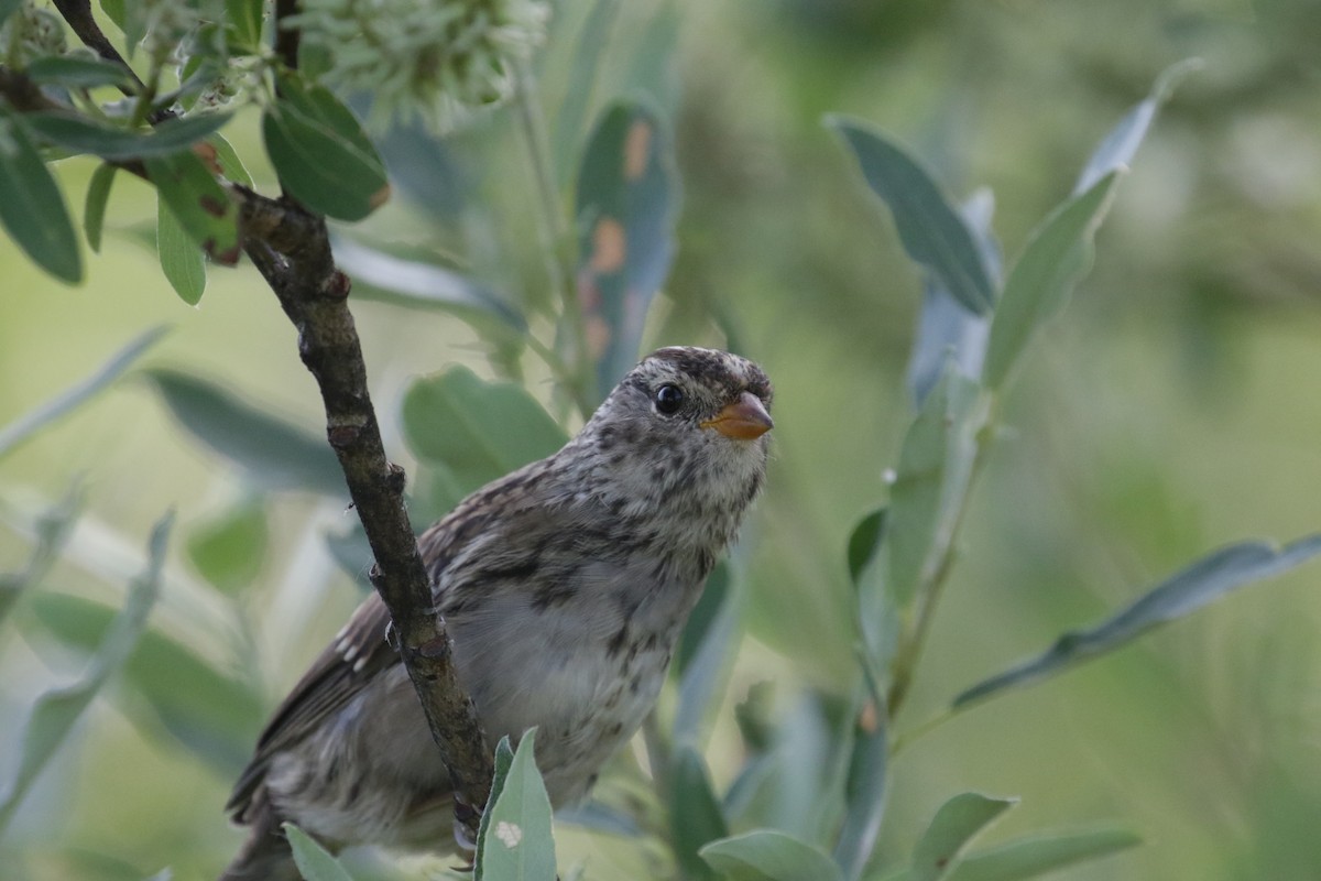 White-crowned Sparrow (Gambel's) - ML186724031
