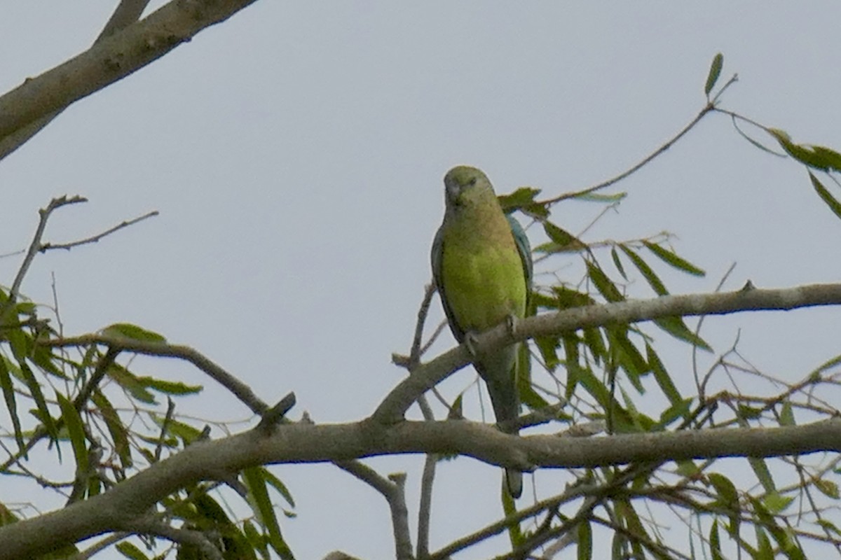 Red-rumped Parrot - ML186725081