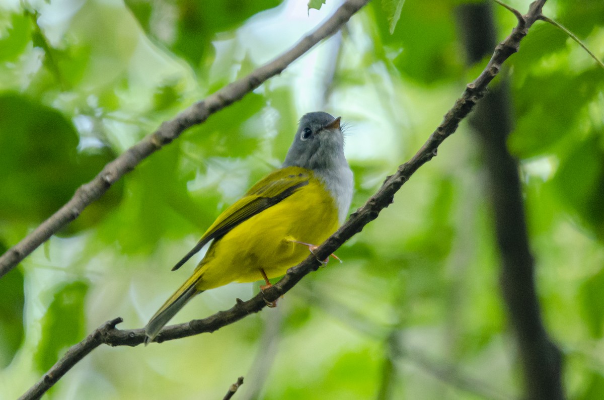 Gray-headed Canary-Flycatcher - ML186728601
