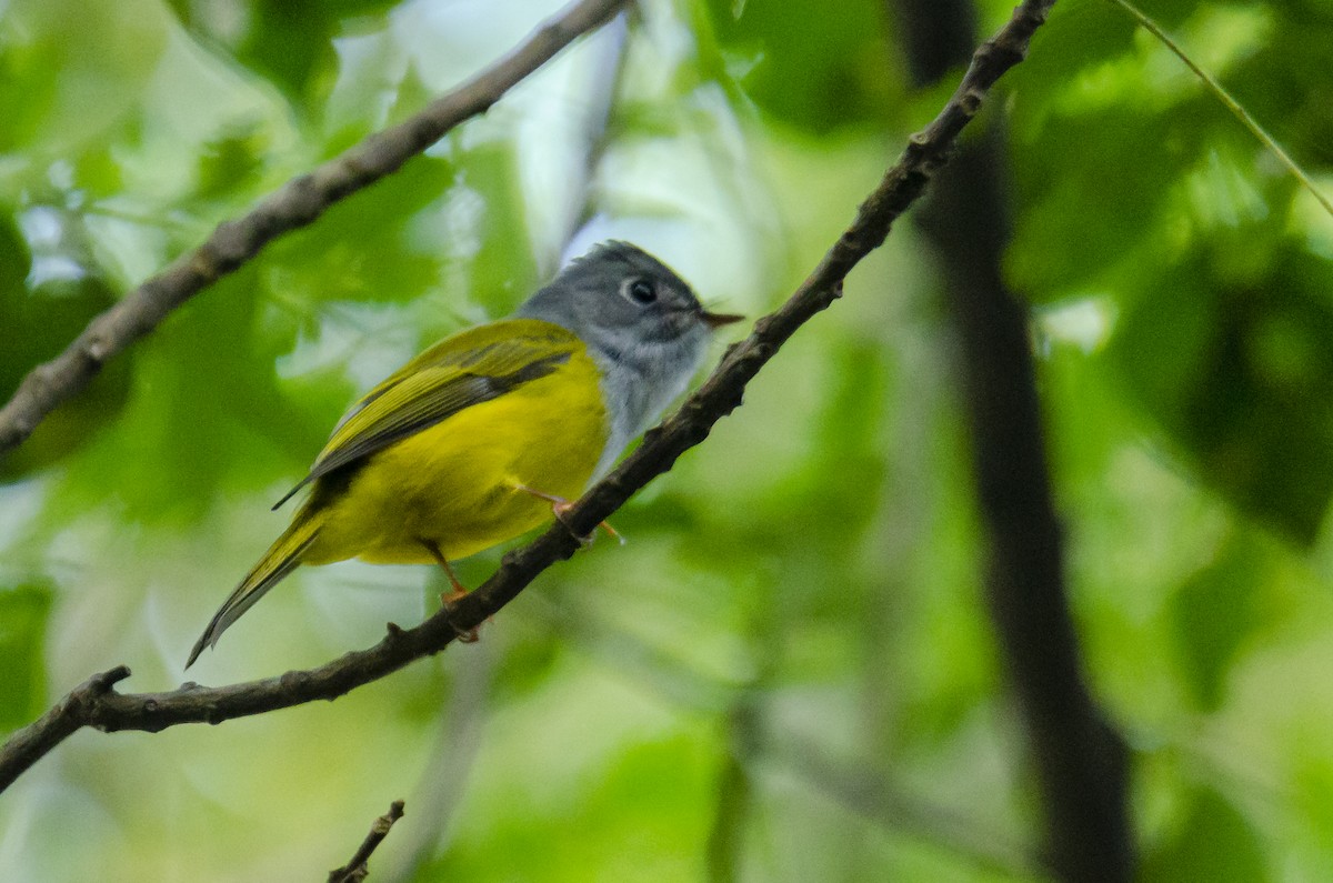 Gray-headed Canary-Flycatcher - ML186728621