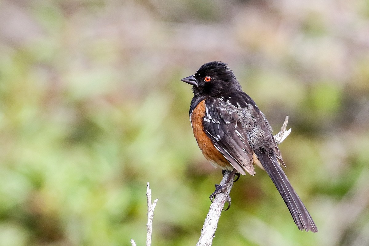 Spotted Towhee - Bruce Miller