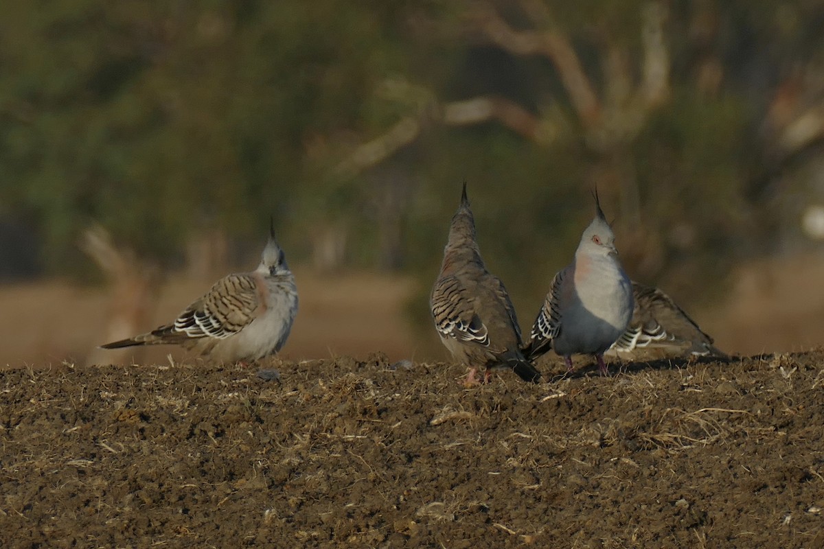 Crested Pigeon - ML186730711