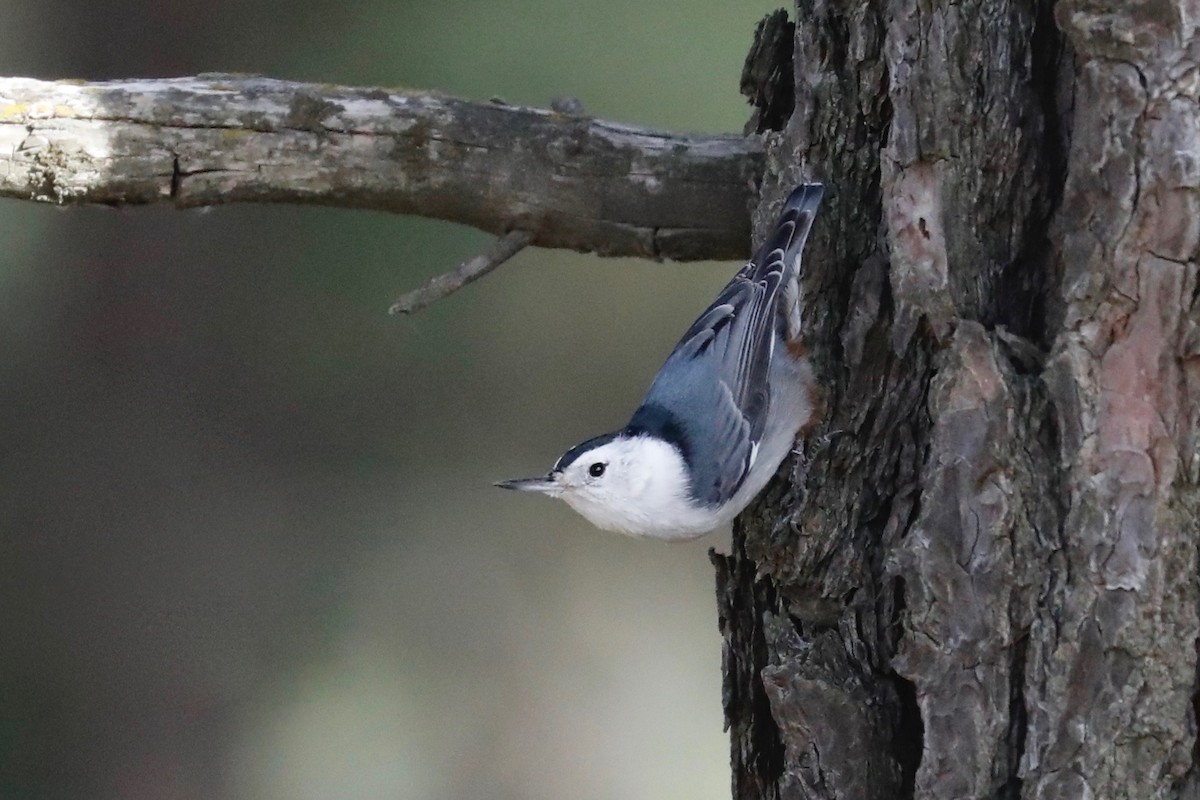 White-breasted Nuthatch - Jim Parrish