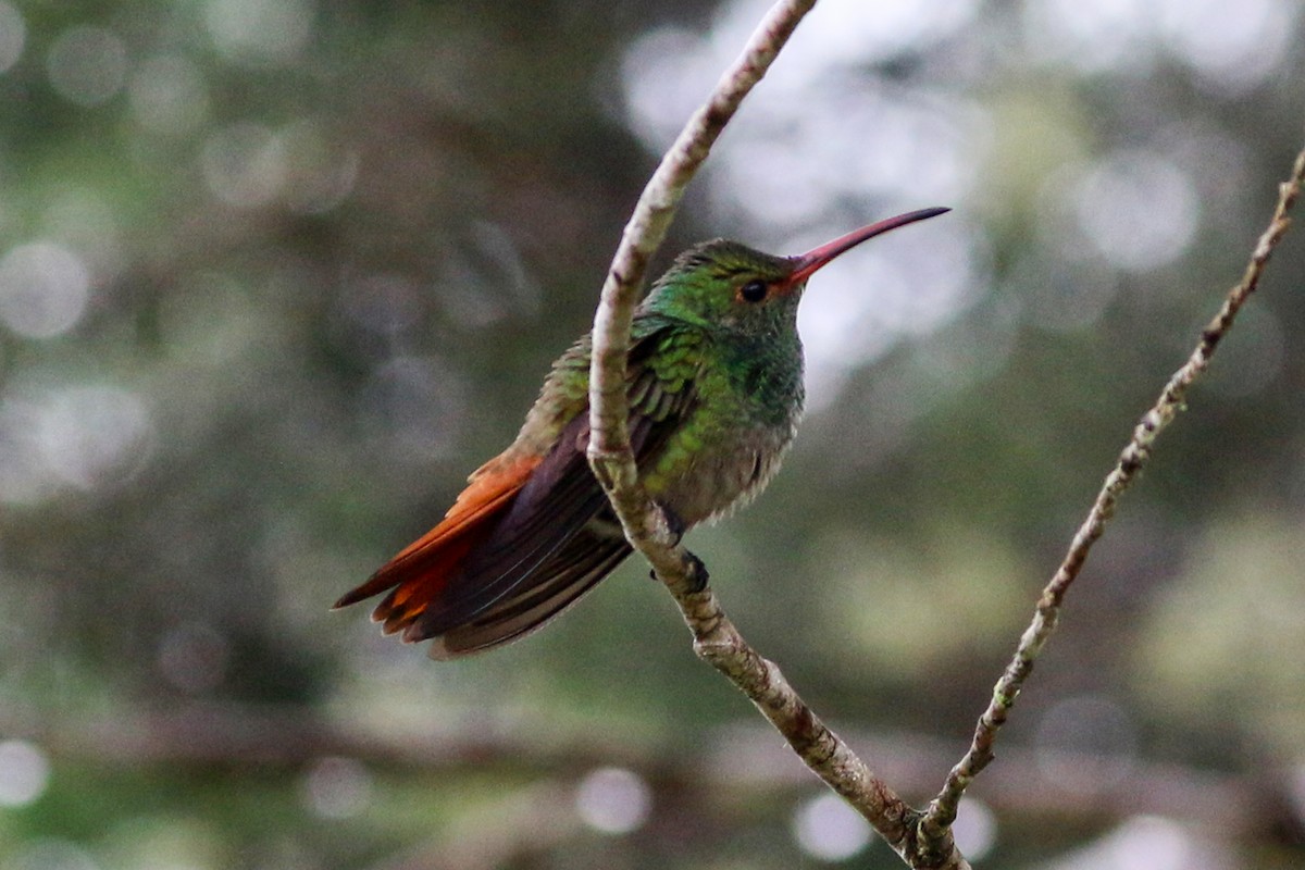 Rufous-tailed Hummingbird - David Garrigues