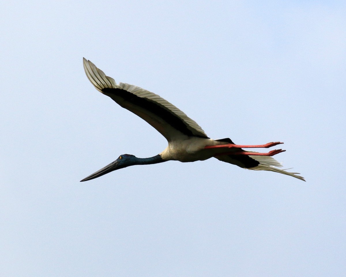 Black-necked Stork - ML186736261