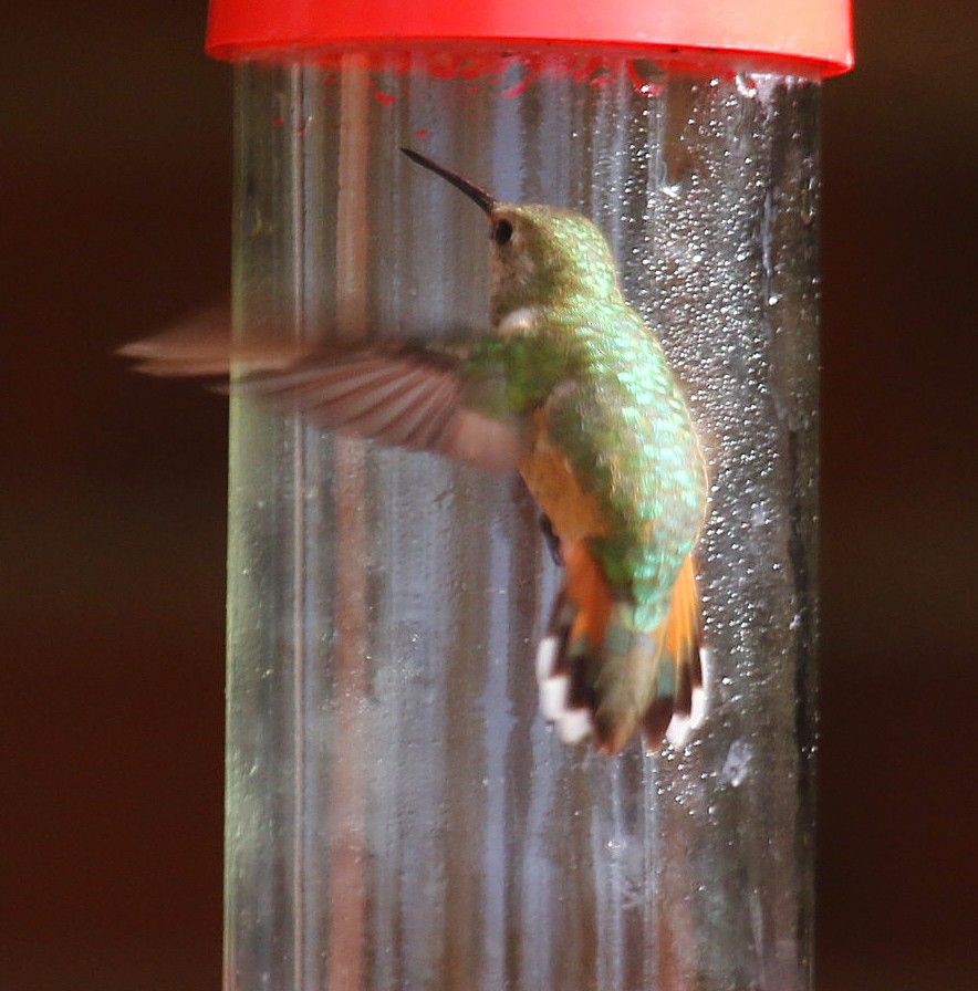 Rufous Hummingbird - ML186739141