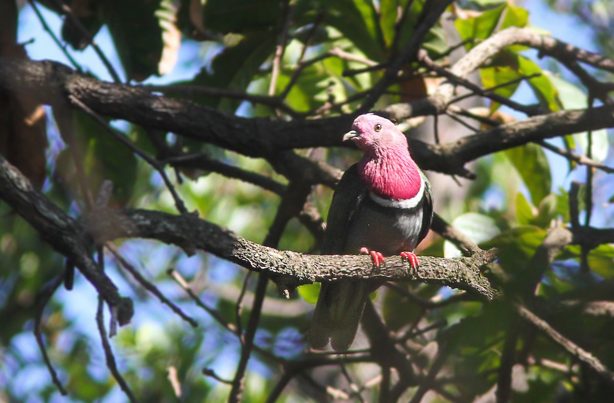Pink-headed Fruit-Dove - Wade Strickland