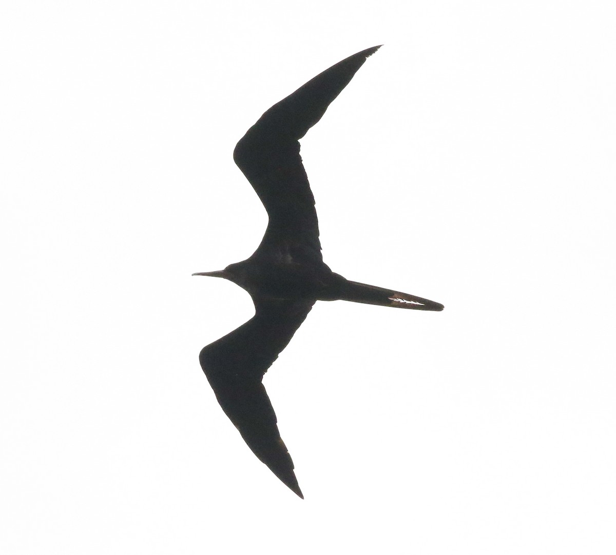 Lesser Frigatebird - ML186748811