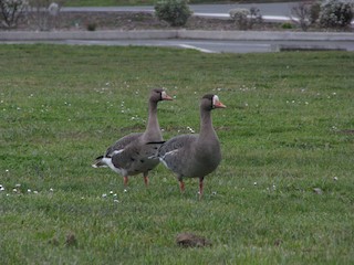 Greater White-fronted Goose, ML186750491