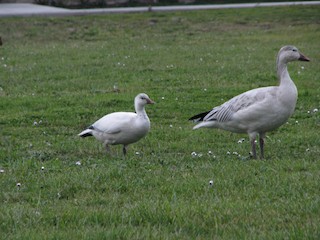 Snow Goose, ML186750571