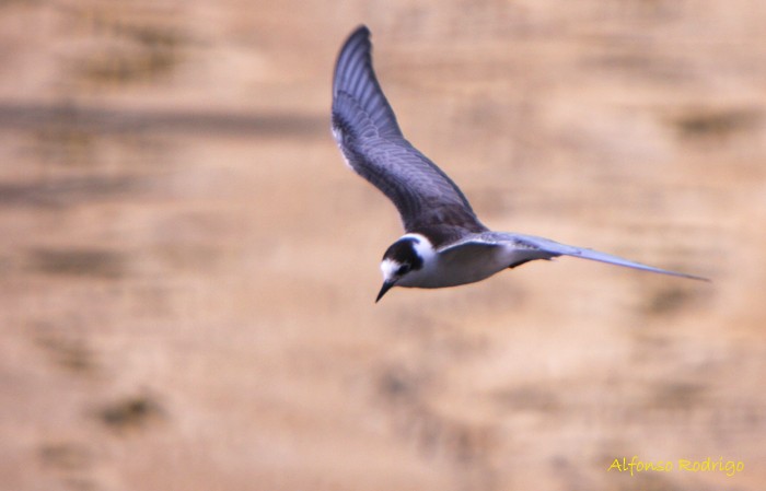 White-winged Tern - ML186754761