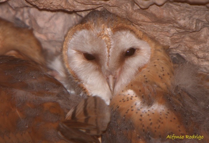 Barn Owl - ML186755661