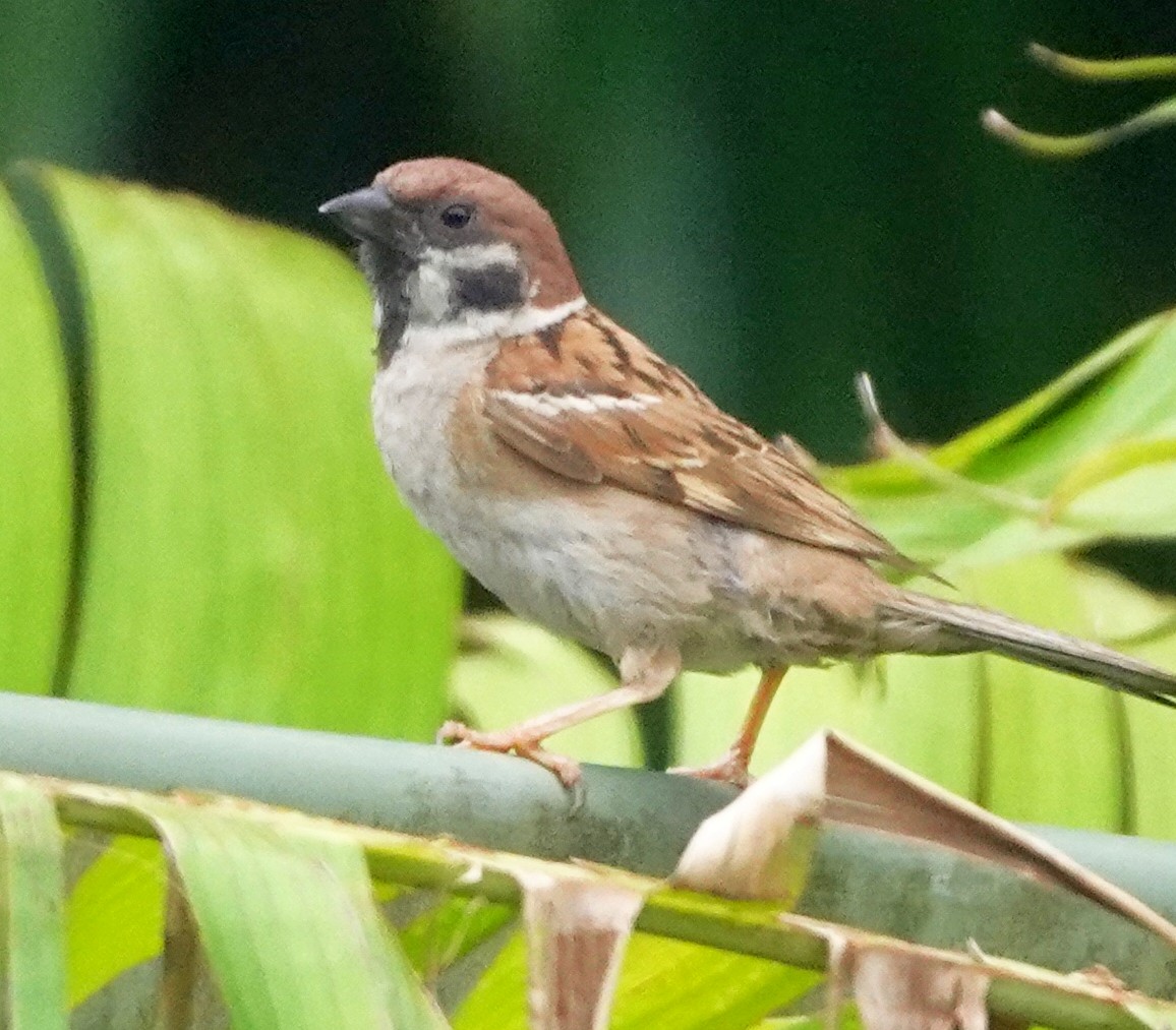 Eurasian Tree Sparrow - Sue Hacking
