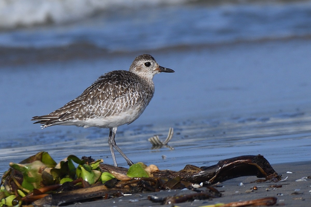 Black-bellied Plover - Polly Kalamassery