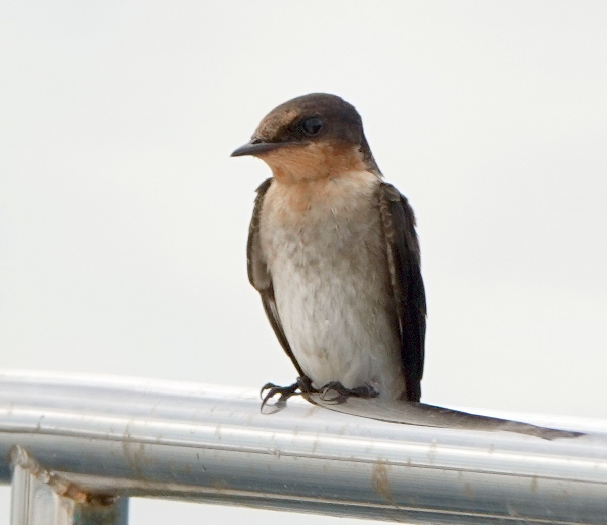 Pacific Swallow - Sue Hacking