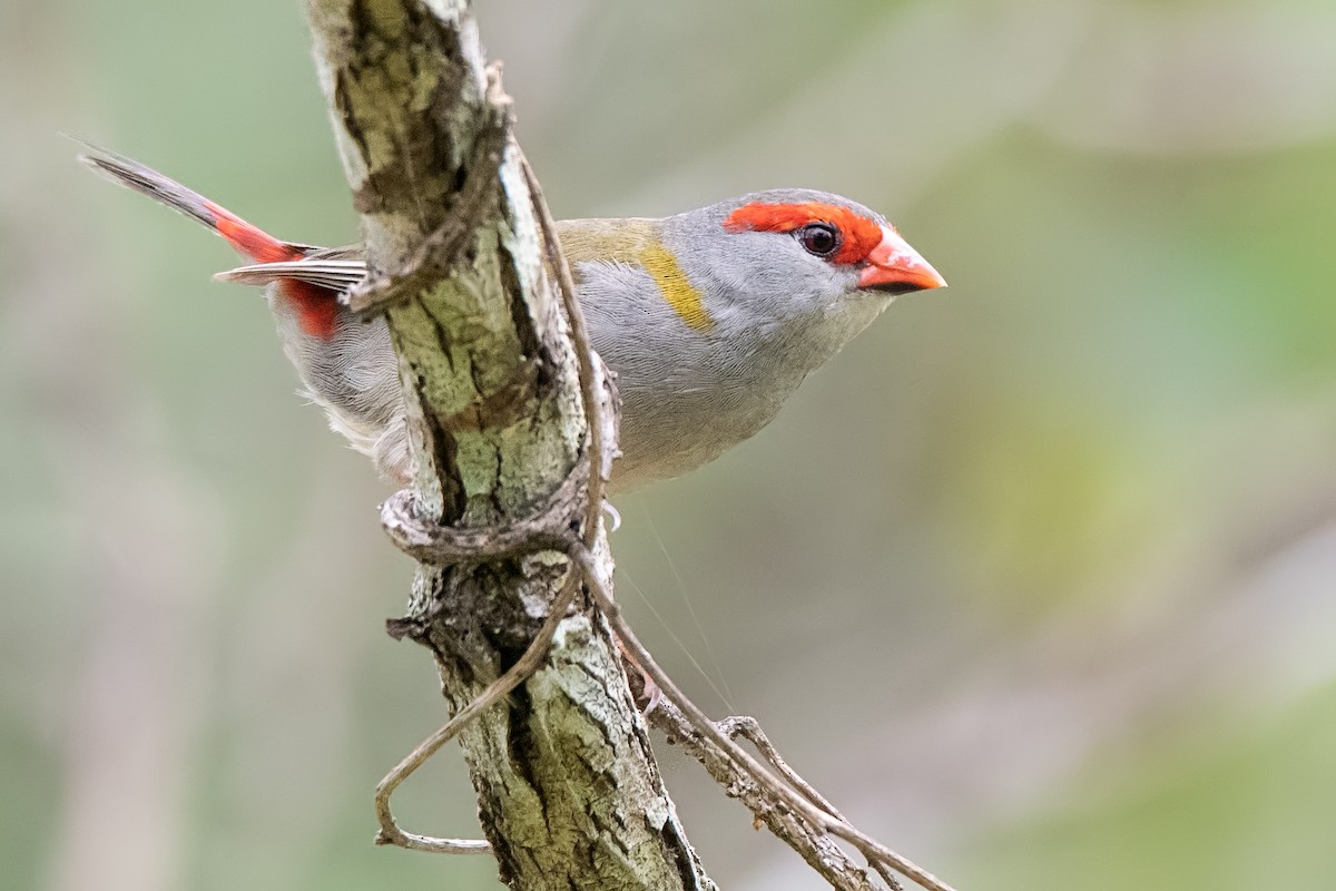 Red-browed Firetail - ML186757571