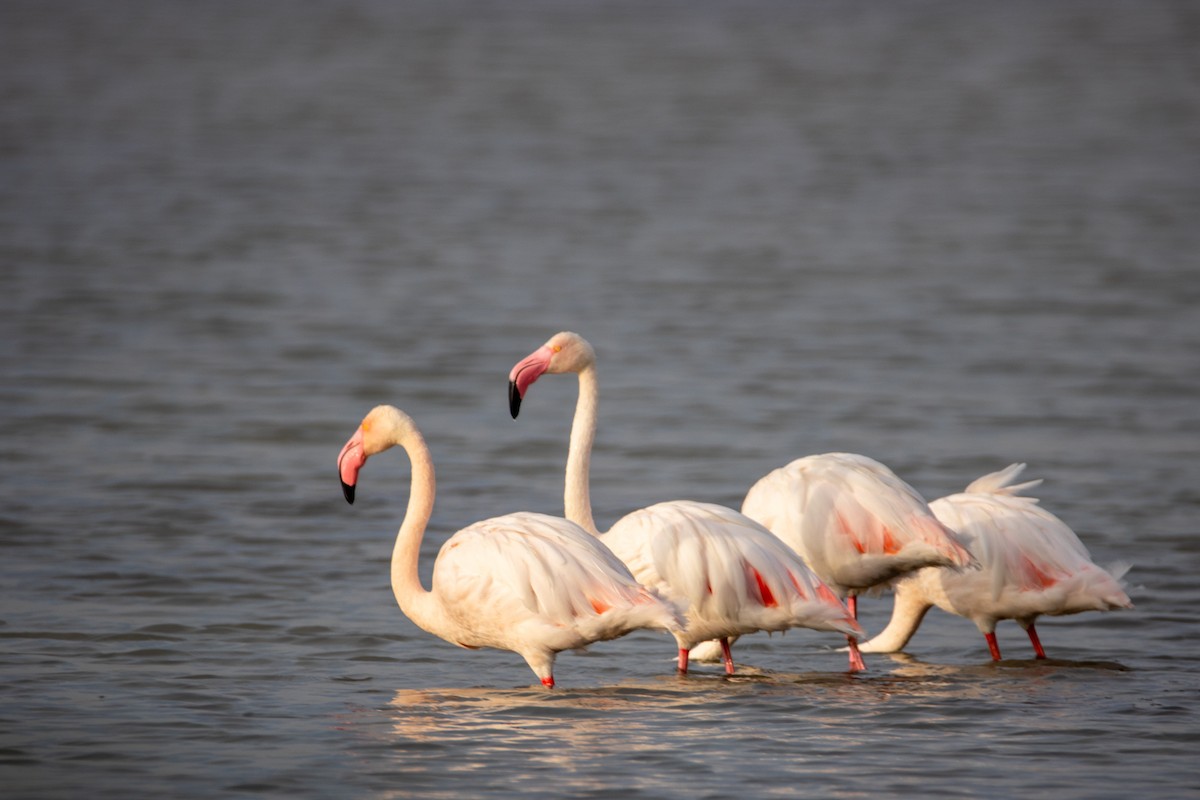 Greater Flamingo - ML186759961