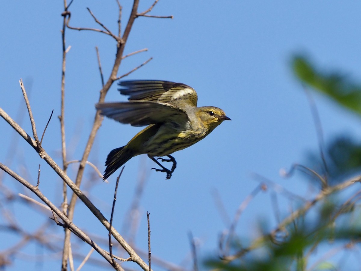 Cape May Warbler - Yve Morrell