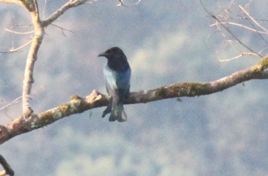 Hair-crested Drongo - ML186763071